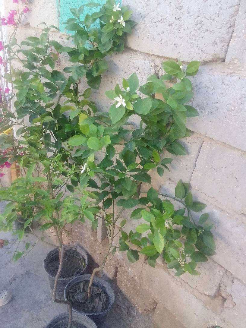 متوفر اشجار حمضيات محمل ثمار 🥰🥰 برتقال ليمون تكي رارنج توصيل داخل مركز ديوانيه 🌱🌱 ديوانية, القادسية


**إذا كنت صاحب هذا الإعلان وتريد حذفه لأي سبب، رجاءا أرسل رسالة إلى الدعم الفني**