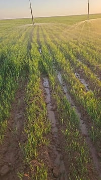 بادية السماوة • ١٠٠٠٠ دونم • ٤ مرشات محورية