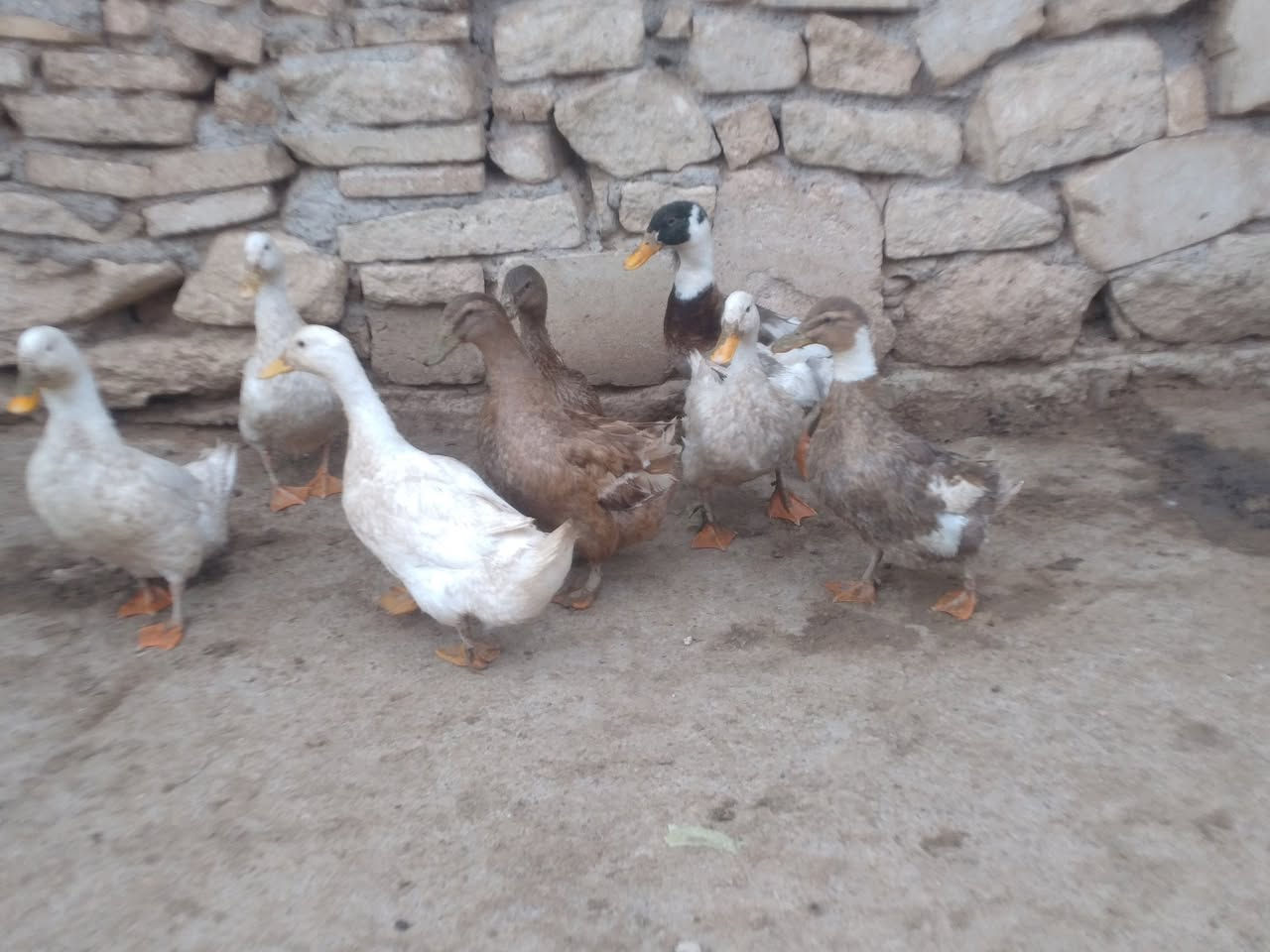 للبيع بط بياض عدد 8 خشن نصحات فول صحه مكان مكان موصل جانب ايمن شراي يتصل رقم ***********
***********
