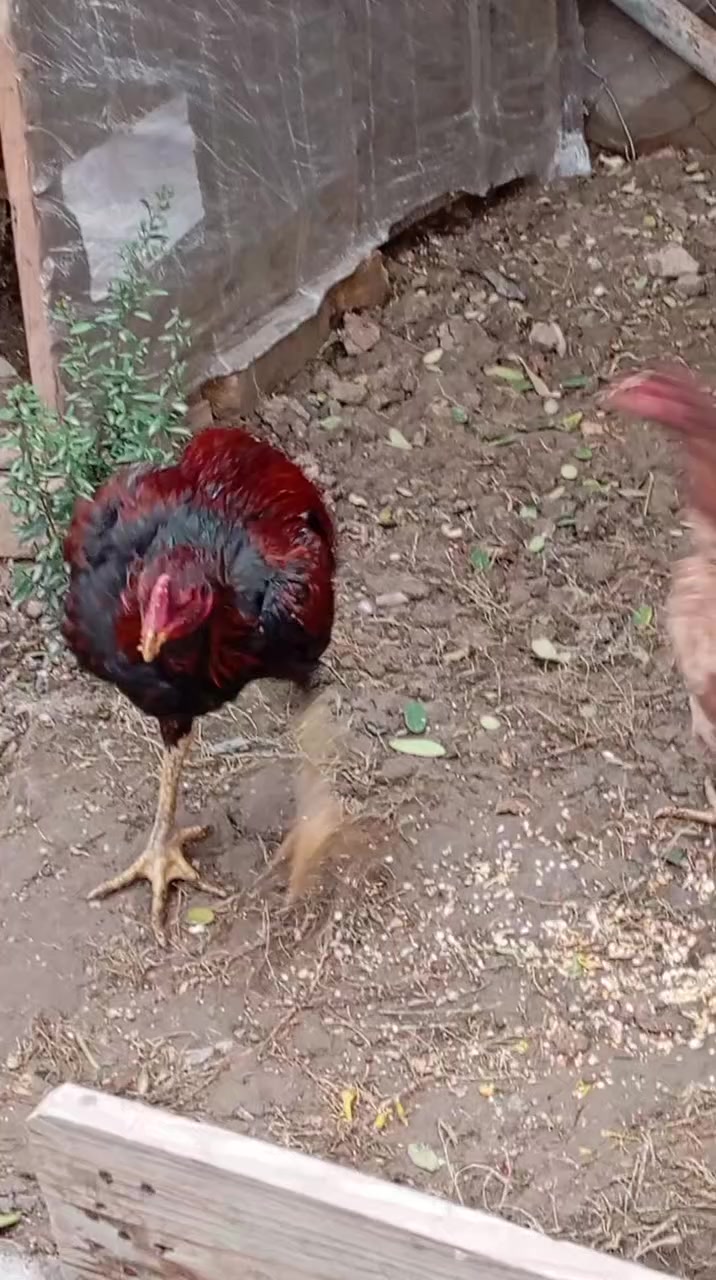 السلام عليكم 
متاح ديج هراتي عمر خمس اشهر  من نسل معروف مقاتل ابوه غالب ثلاثه ودجاجه فيتناميه مكان محاويل 
اليريدهن يعلق وبيه خير ويدلل


**إذا كنت صاحب هذا الإعلان وتريد حذفه لأي سبب، رجاءا أرسل رسالة إلى الدعم الفني**