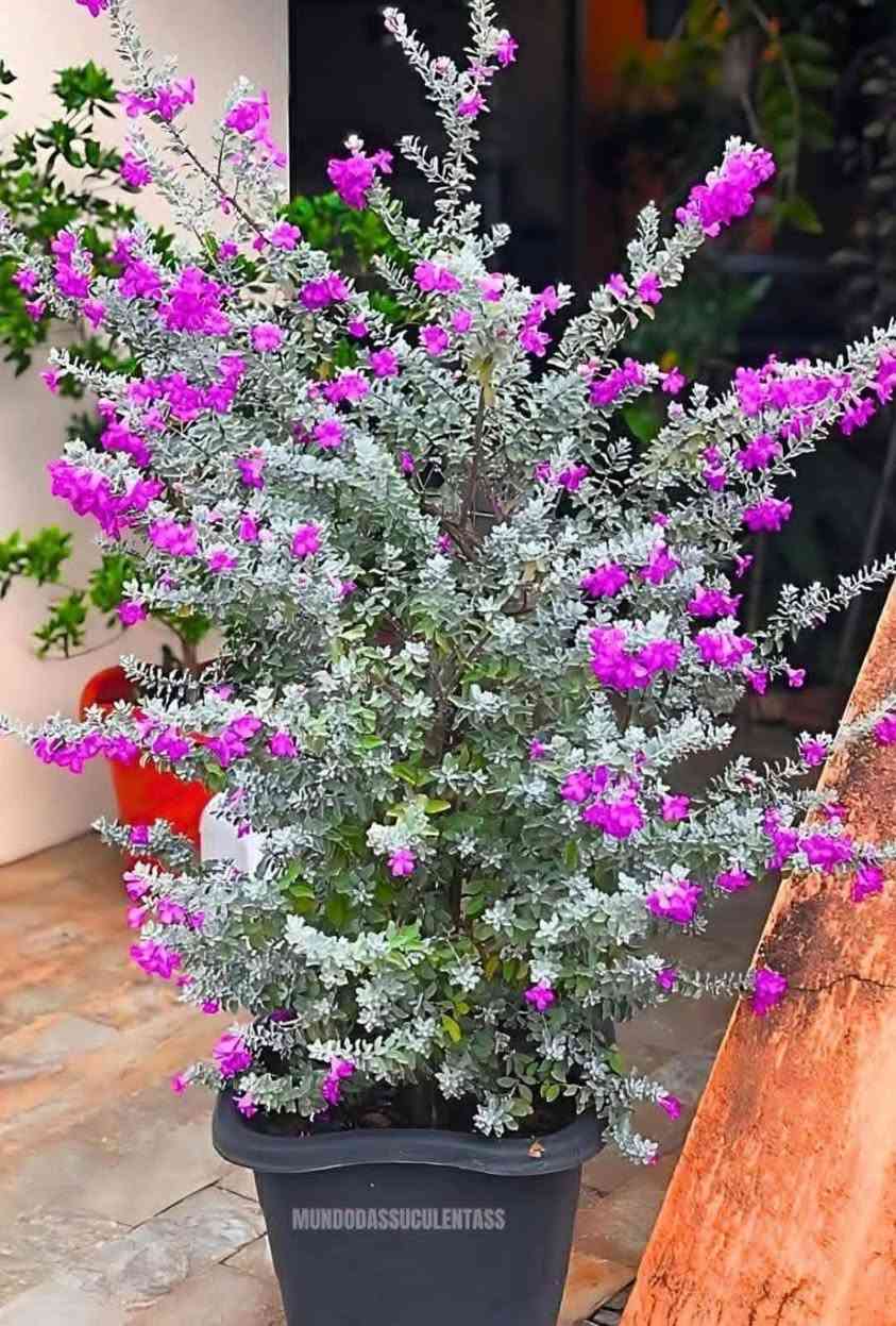 شجره مال زينه🥰


**إذا كنت صاحب هذا الإعلان وتريد حذفه لأي سبب، رجاءا أرسل رسالة إلى الدعم الفني**