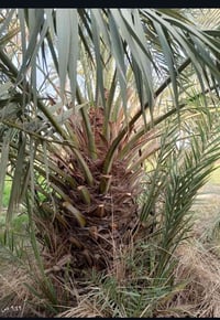 جوزي قزمي • بدون فسائل • نباتات