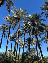 ٣ دونمين طابو سند ٢٥ تحويل مباشر بائسم المشتري  نخيل أصناف متنوعه برحي...