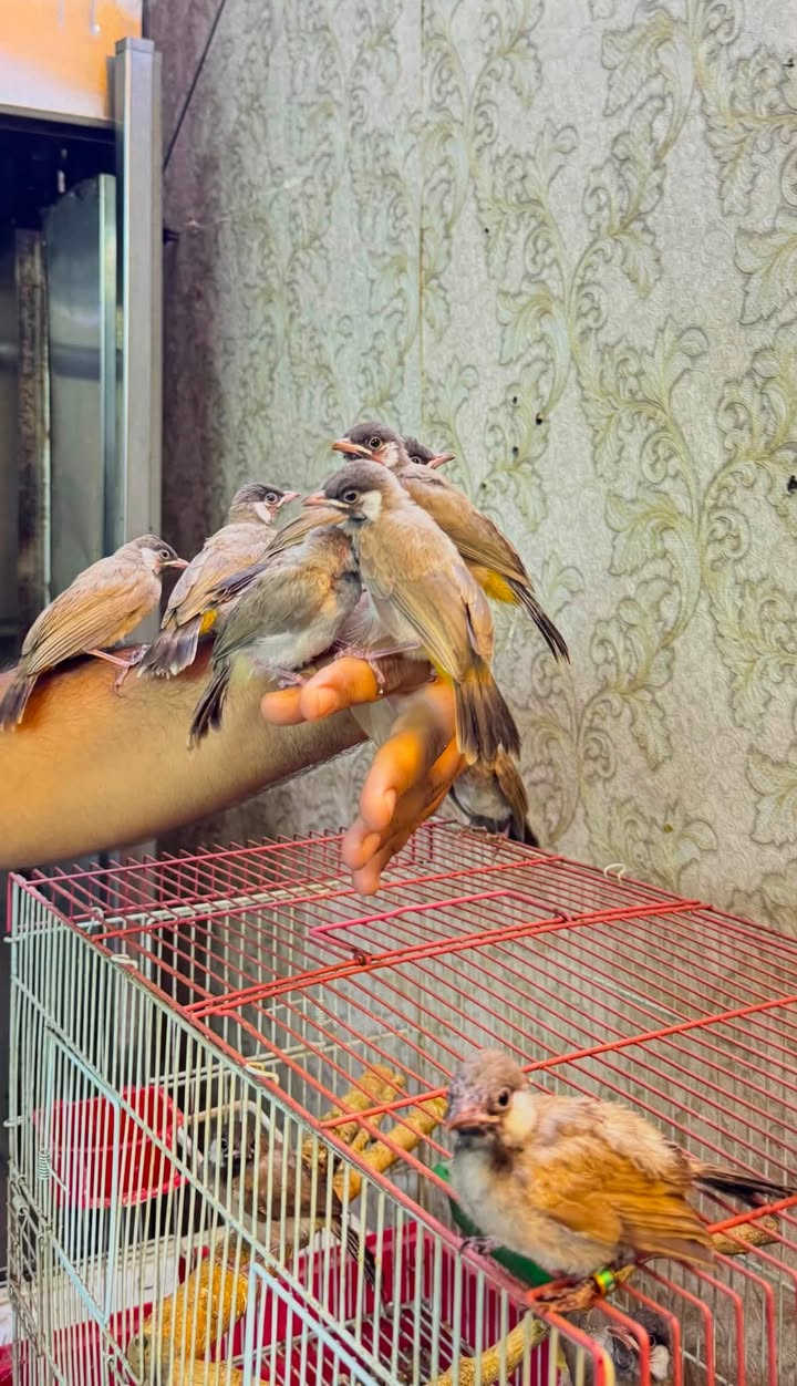 السلام عليكم بلابل مخاليف اليفات طينه وخشنات سكن بغداد الشعب العدد ١٦ تك
التك ب ٢٥ نهايته

يوجد توصيل للمناطق القريبه بكروه


**إذا كنت صاحب هذا الإعلان وتريد حذفه لأي سبب، رجاءا أرسل رسالة إلى الدعم الفني**