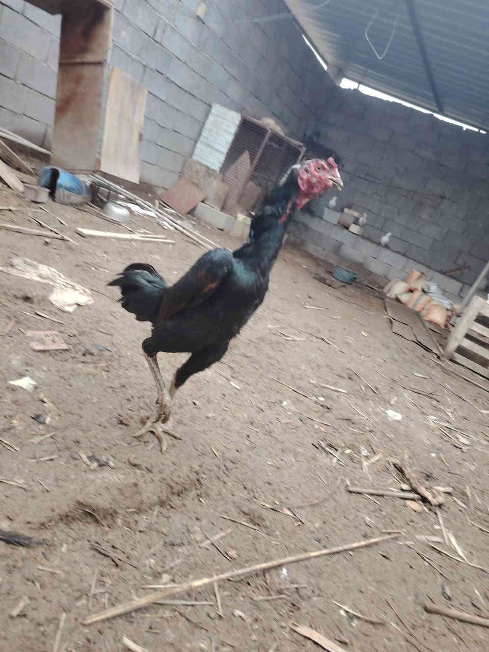 سلام عليكم متاح ديج هراتي للبيع المكان العماره حي العسكري الخاص مغلق ***********
