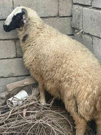طليان • طليان للبيع • غنم • ماشية • حيوانات للبيع • بيع طليان