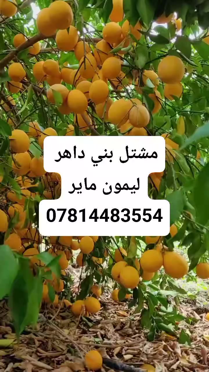 ليمون ماير الامريكي الاكثر انتاجا على مستوى العالم 
تتوفر شتلاته بارتفاع متر تقريبا
سعر الشتله 8000 دينار
الانبار حديثه 
المهندس الزراعي رائد النعيمي 
***********
التوصيل لجميع المحافظات
