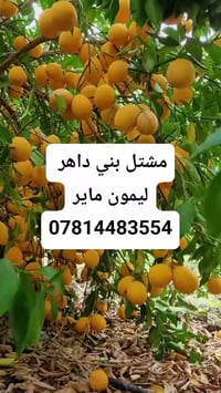 ليمون ماير • شتلات ١م • الانبار حديثه