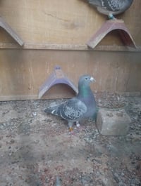 #ماشالله #تبارك #الرحمن   متاح 3 طواير  مثل مواضحات بلصور ... عنوان بغ...