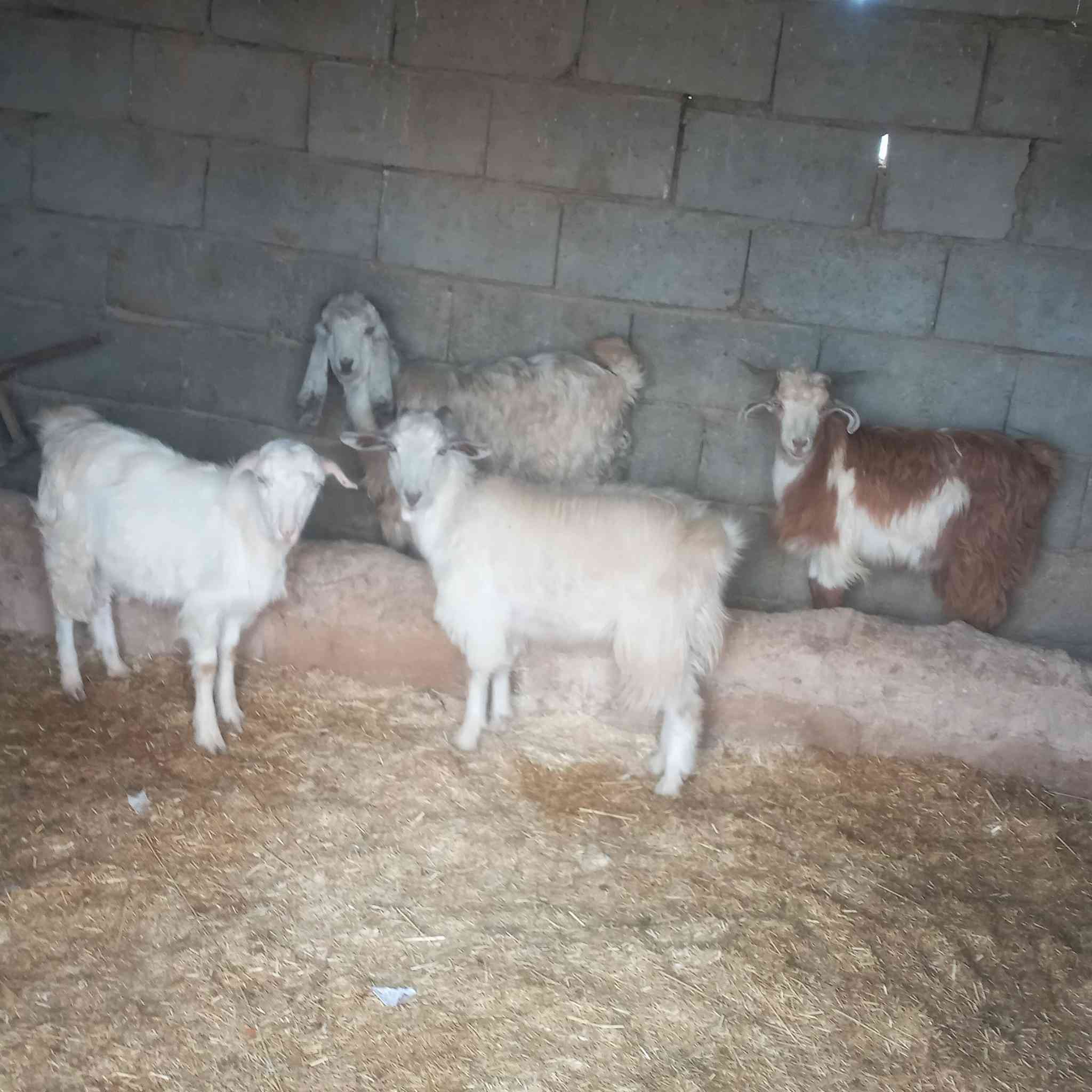 جدايه لبيع العدد ٤ مع اصخله مرعز سعر الجوزب  ٢٧٠ وبيهن مجال بسيط
***********
بلاش جو السوك
