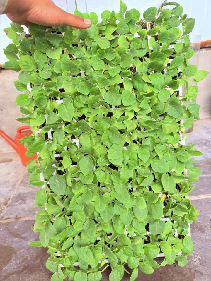 يوجد دايات مخضر


**إذا كنت صاحب هذا الإعلان وتريد حذفه لأي سبب، رجاءا أرسل رسالة إلى الدعم الفني**