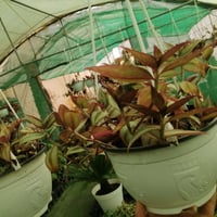 مشتل حديثة • قرب دائرة البريد • عروض مستمرة