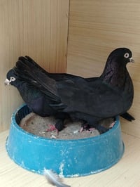 زوج زناكي دهنيات • مجرّبة بيض • تكريت