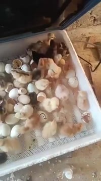 ابدأ مشروعك بخطوة واحده من بيتك لتصنع مستقبلك💁🏻‍♂️  بـ حضّانة البيض ال...