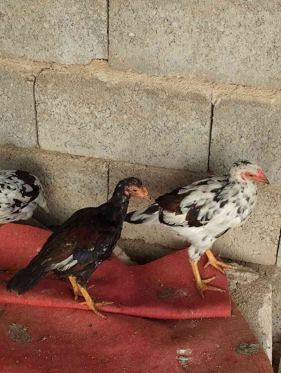 للبيع دجاج عرب ديوجه ودجاج مكاني نهايه الخالصه بلمصريين رقمي ***********
