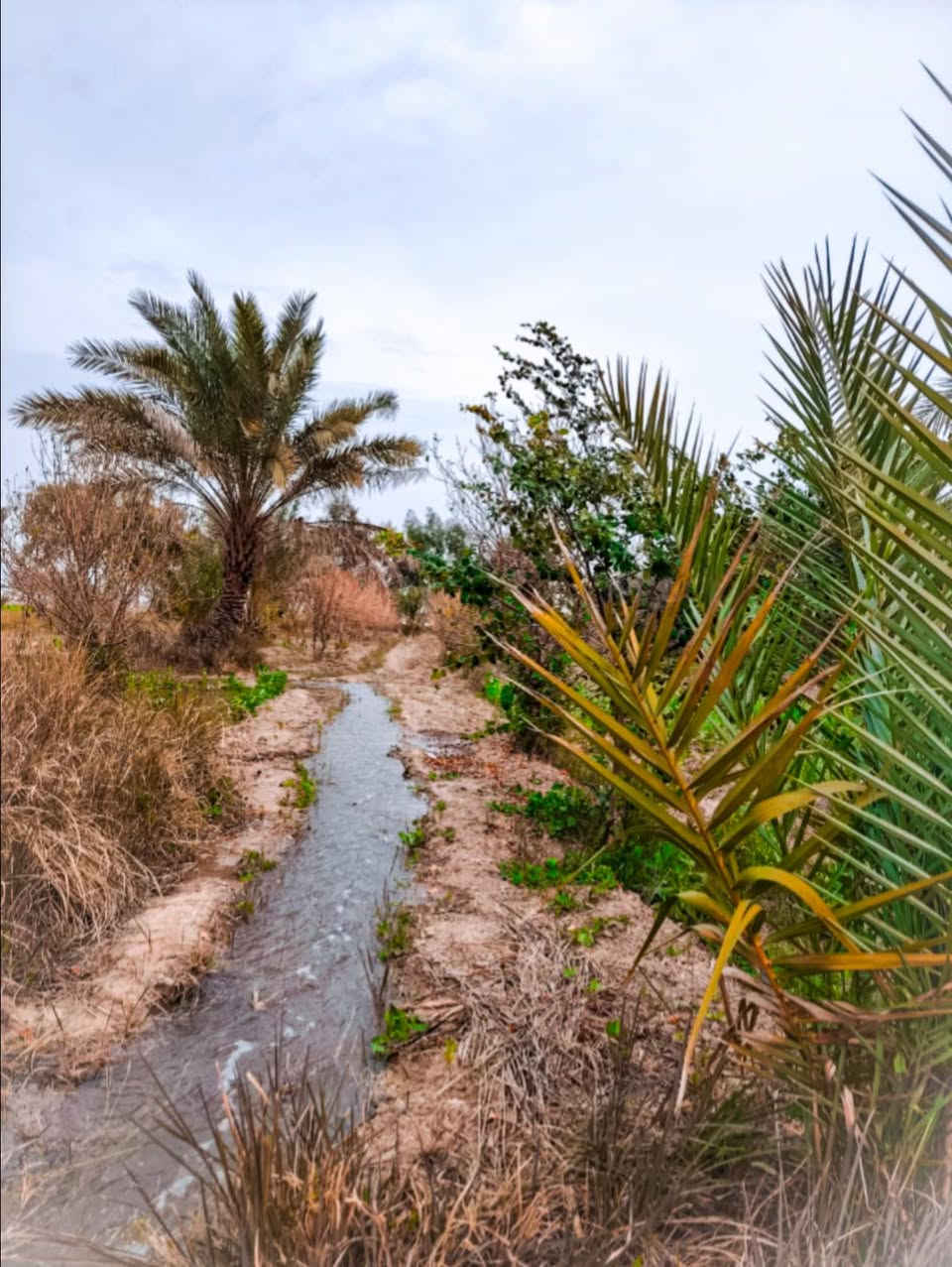 السلام عليكم
.دونم و 400 متر مزروع بأجود انواع التمور والحمضيات ومحاط بأشجار الكالبتوز المنظر كلش حلو والاجواء ترد الروح
.اطلع من جو المدينه وعيش حياة الريف اللطيف
 • طابو زراعي سند 25
.بأسمي تحويل مباشر
.سعر الارض( 85 )مليون وبيها مجال
.الموقع / بابل _السياحي _منطقة الدولاب_ قريب ع الامام احمد الشواي
تبعد ع الامام 500 متر وعن مركز المدينه 7 كيلومتر
هيج مكان وبهذا السعر وقريب ع المركز ماتوقع تحصل احلى من هذا العرض فكرلها صح وتعال شوف
للاتصال ***********
