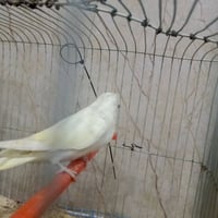 طيره ليموني • متاح • ادخل خاص