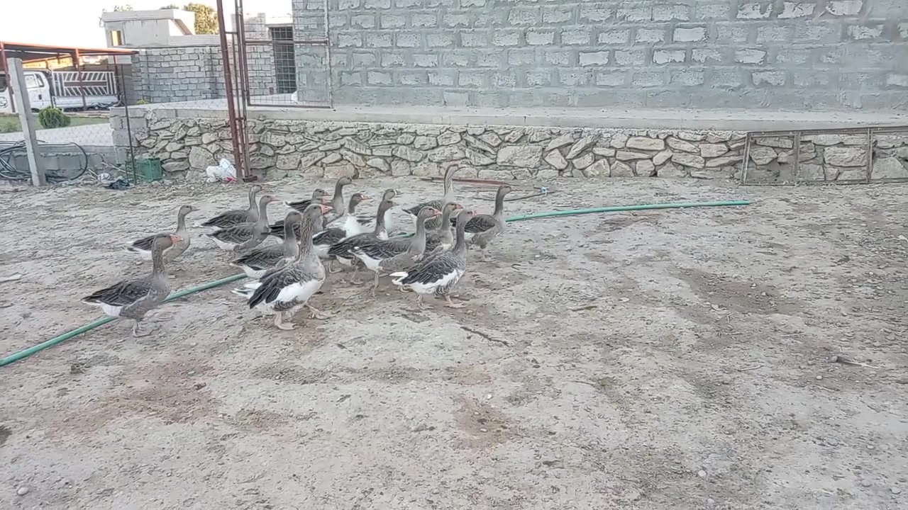 السلام عليكم
غازات للبيع مالات السنة الزوج ٤٠ 
***********
