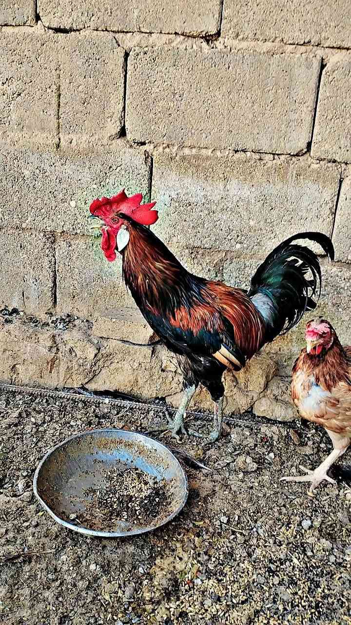 للبيع ديج عرب سعر 15 مكان حديثه


**إذا كنت صاحب هذا الإعلان وتريد حذفه لأي سبب، رجاءا أرسل رسالة إلى الدعم الفني**