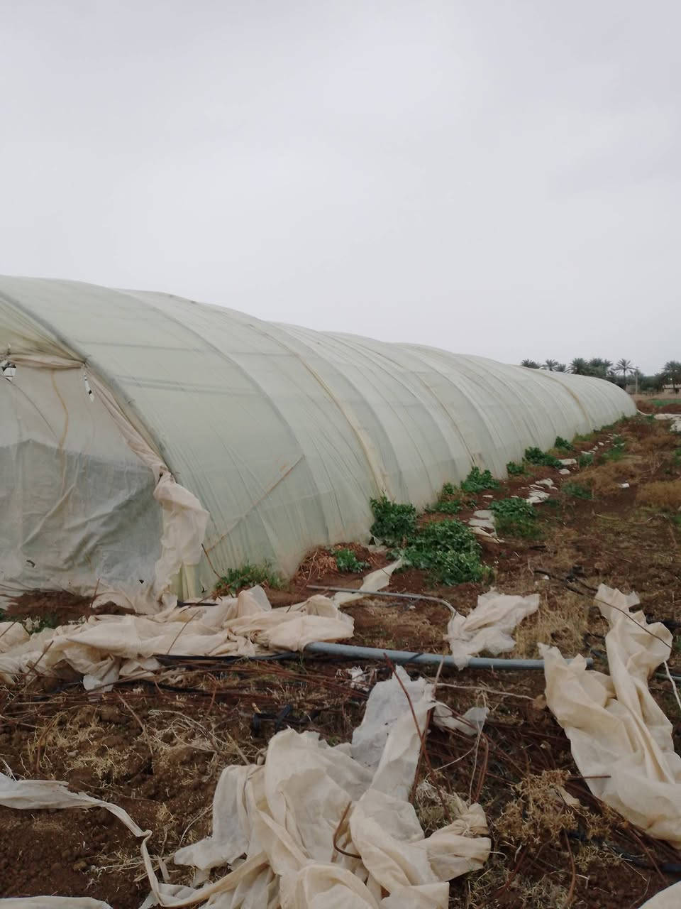 السلام عليكم..عادة نشر بسبب كذب بل وعود و جماعه الي يكسوم حلال ناس 

بيوت زجاجه لبيع عدد ثنين 
واحد لبناني ٢٢قوس 
ثاني اردني ٢٣قوس 

من يرغب بل شراء يتواصل خاص 

لي مايشتري لا يدوخني


**إذا كنت صاحب هذا الإعلان وتريد حذفه لأي سبب، رجاءا أرسل رسالة إلى الدعم الفني**