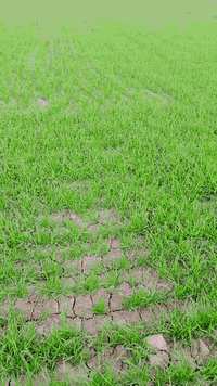 السلام عليكم كاع هيه او بيتها للبيع المساحه 60 دونم الاستفسار على الارقام التاليه ***********  ***********
