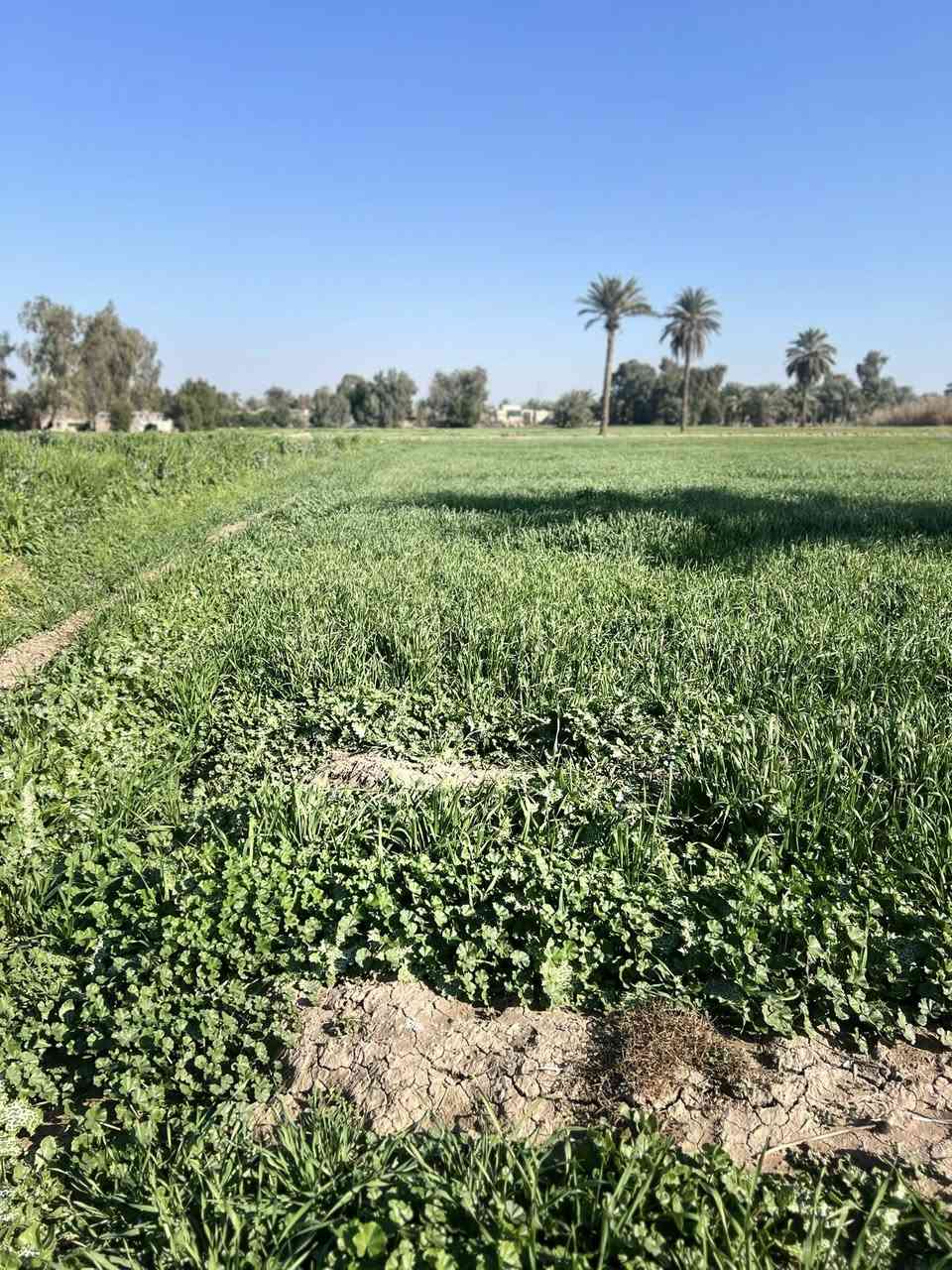 السلام عليكم ارض زراعيه للبيع
5 دوانم ينباعن كلهن سوه لحد يخابر يكلي اريد دونم 
موقع فرع المصلخ القطعه الأولا تبعد عن تقاطع الجسر 600م 
ماي شته صيف خير من الله متوفر ومينكطع 
الأستفسار.  ***********
