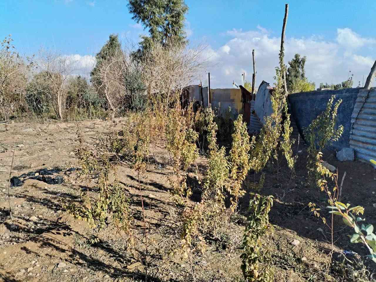 أشجار مشمش لبيع
***********  
  اتصال على هذا الرقم
