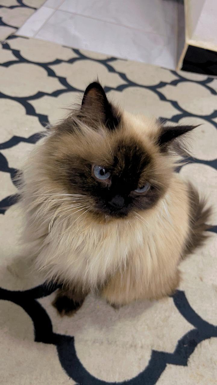 هملايا ام واب وجهالهم ثنين ذكر وانثى للبيع الزغار لونهم قهوائي مو اسود كلهن بصحه جيده وكلش نظيفات اليريدهن كلهن احسبهن بسعر مناسب جدا


**إذا كنت صاحب هذا الإعلان وتريد حذفه لأي سبب، رجاءا أرسل رسالة إلى الدعم الفني**