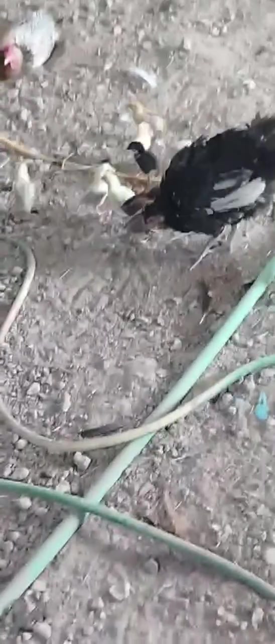 للبيع دجاجه مع افراخها درندراوي وكويتي عدد 11
زوج فسيفسات حايلات
دجاجه عرب  بياض العدد هواي
سعر ع خاص


**إذا كنت صاحب هذا الإعلان وتريد حذفه لأي سبب، رجاءا أرسل رسالة إلى الدعم الفني**