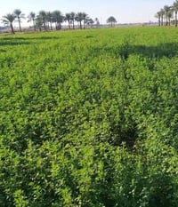 أرض زراعية • اليوسفية • ٨ دونم