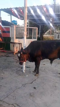 جزارة البيدر • ذبح عجول عراقي • قوزي