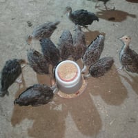افراخ شيش • عمر شهرين ونص • حجز