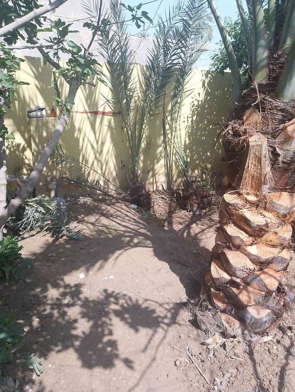 فسائل ثنين صفراوي درجه اولى الفسائل همات بيهن فسائل العام حملن تمر مكاني ديالى  بعقوبه باب الدرب ‏‪***********‬‏
