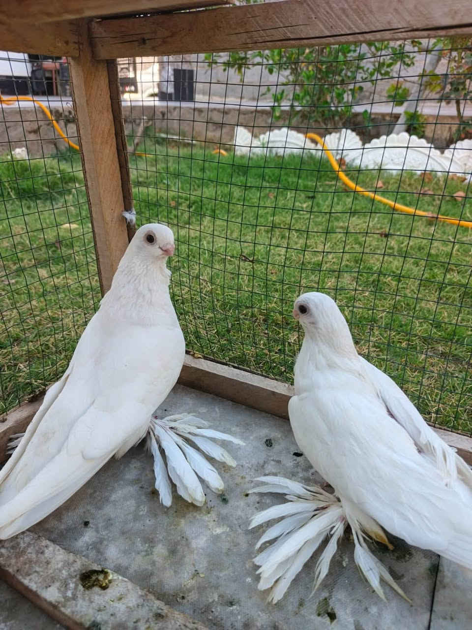 متاح زوج برص حجل ومنكار  فول مواصفات لاستفسار الاتصال ع الهاتف ☎️***********هيت حي العمال محل محمد 🦅
قرب صيدليه الرواد🗺️
