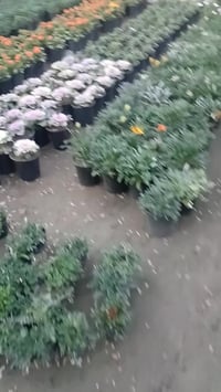 مشتل الزهور • حي ميسان • مقابل مصرف الدم