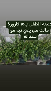 نباتات خارجيه • توصيل بغداد • بعض المناطق