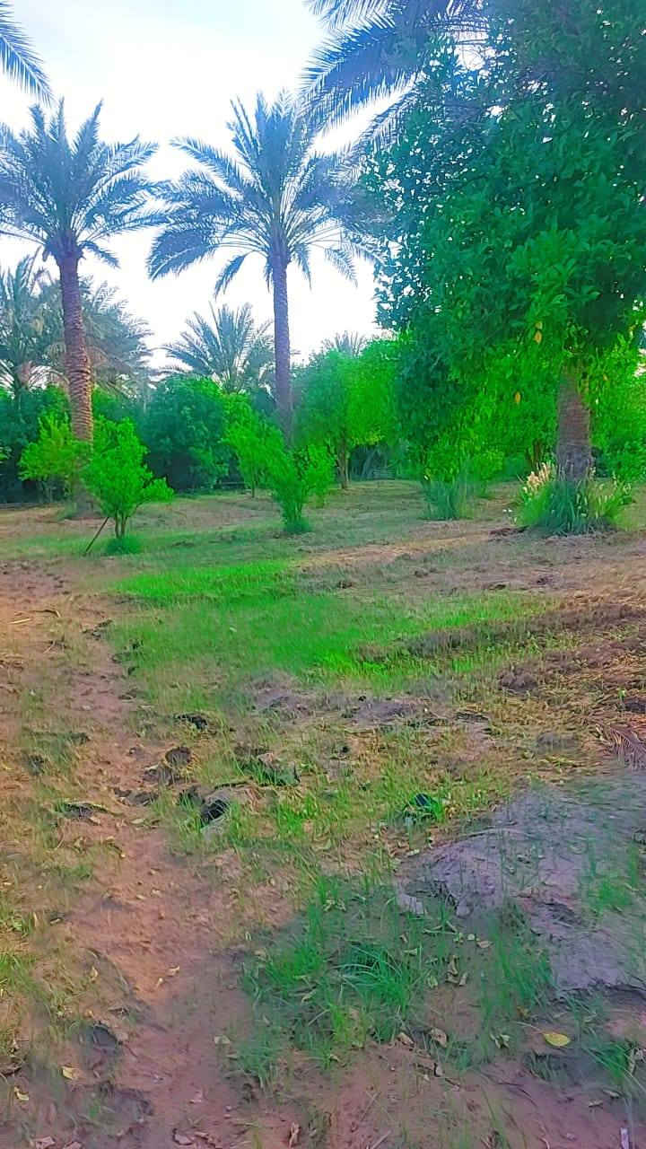 سلام عليكم يوجد نصف دونم للبيع طابو زراعي سند25 العنوان بغداد الراشديه قرب البحيرة الاتصال على الرقم *********** الواجه 25 ونزال 50
