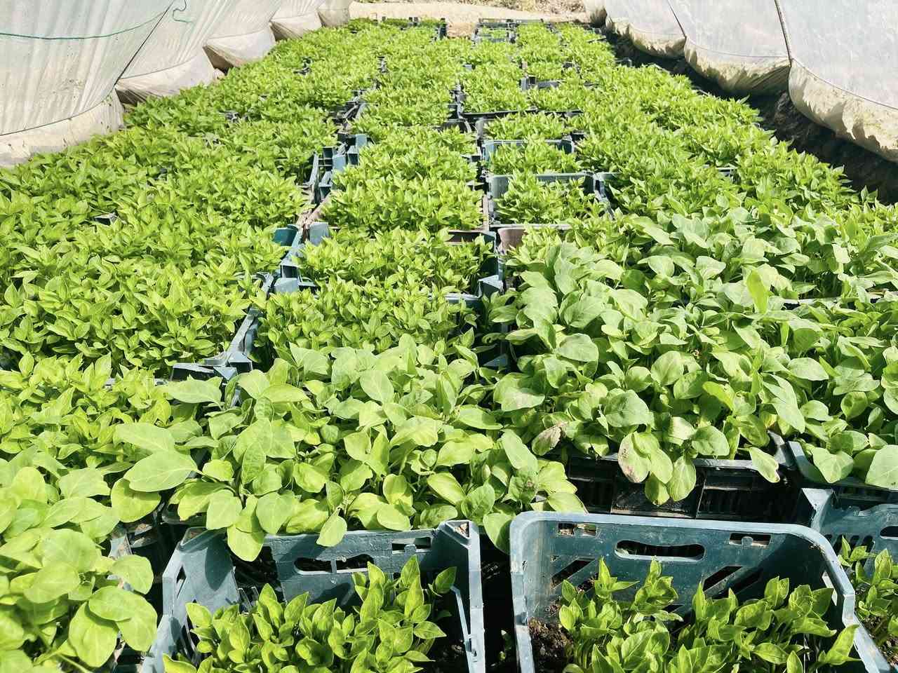 ماشااللە بەناوی خوای گەورە  بۆ دوكانە زراعیەكان 
مشتل حسن عوزێر لە كەلار  (***********)
لەهەفتەی داهاتوەوە هەمو جۆرە شەتلێكی وەرزیمان لادەس دەكەوێت بە (هەرزان ترین نرخ)
وەك (بیبەر تون وشرین باینجانی رەقەم یەك بامێی چل شەوە بامێی خر كولەكە و خەیار بەهەمو جۆرەكانیەوە  تەماتە بەهەمو جۆرەكانیەوە )
گەیاندنمان هەیە لەكەلار هەتاكو هەولێر بەهەمو شارەكانەوە 
تب گەیاندنەكان خۆمان دەیكەین 
هەمو شەتلەكان بەشەرت دەیدەین  ….
