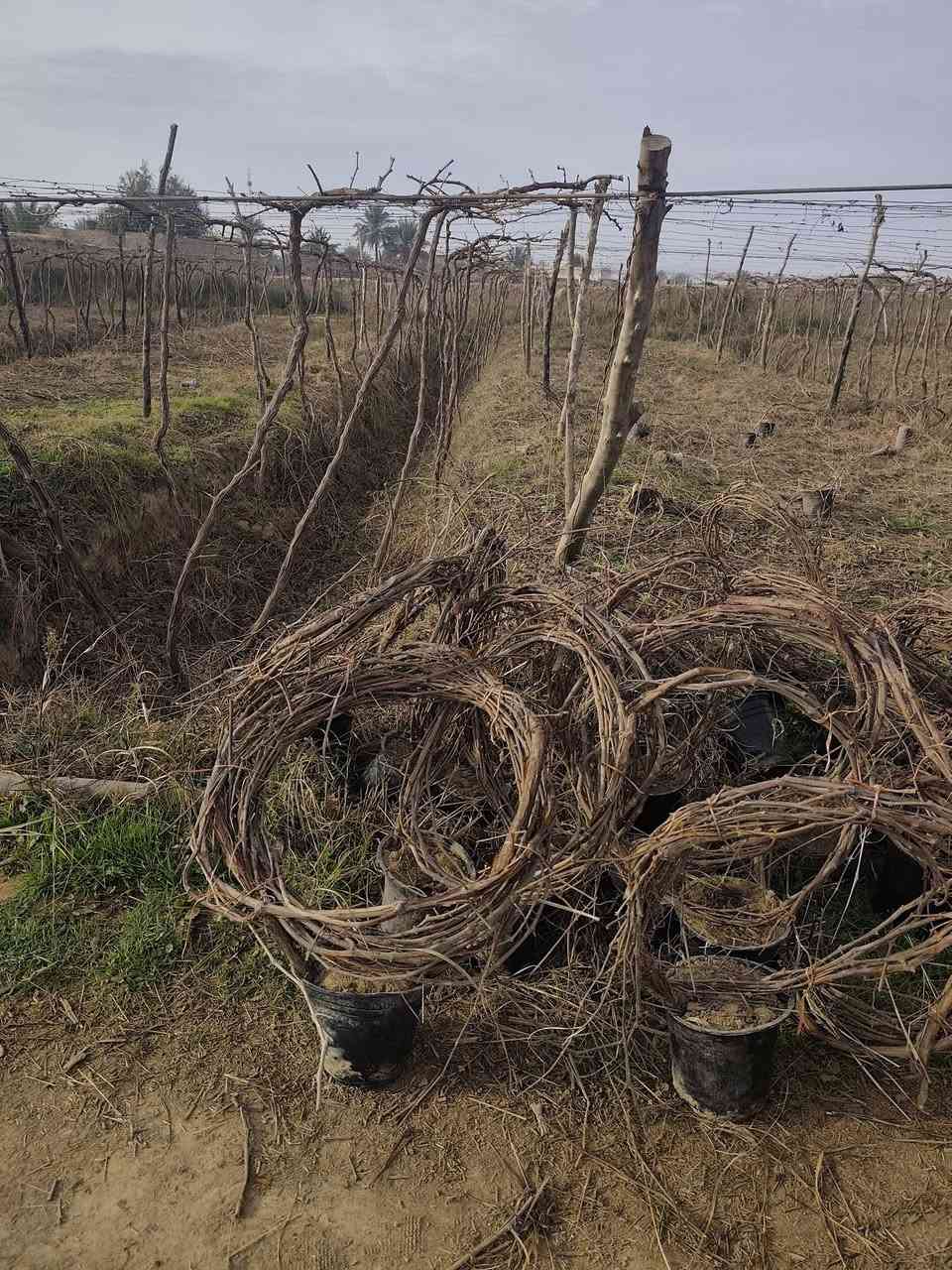 يوجد شتل حلوان اصلي


**إذا كنت صاحب هذا الإعلان وتريد حذفه لأي سبب، رجاءا أرسل رسالة إلى الدعم الفني**