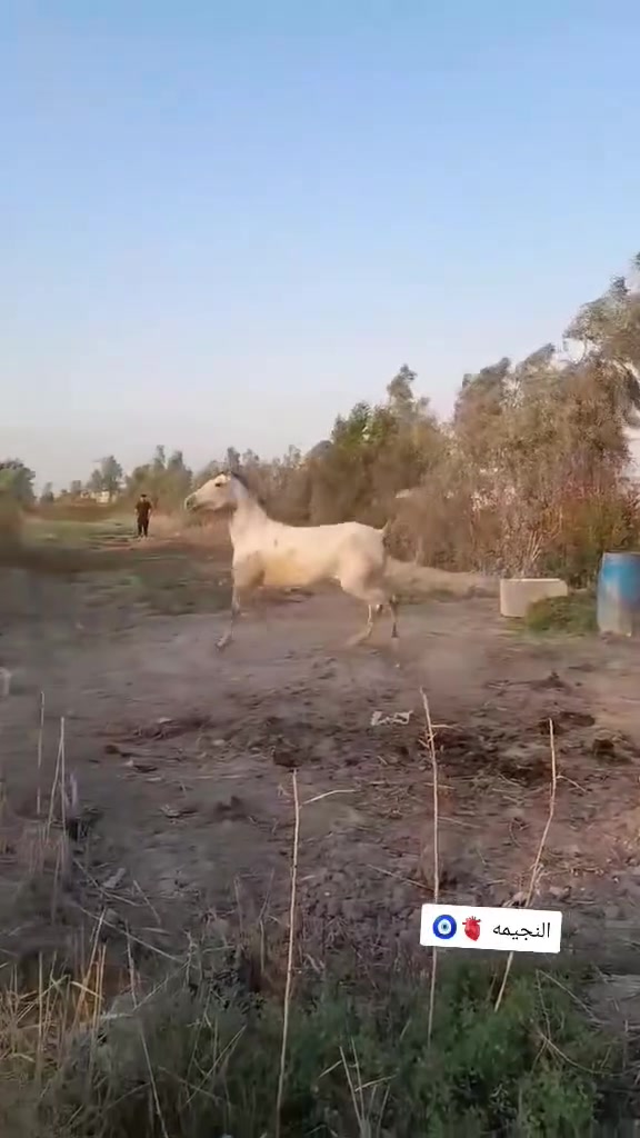 فرس عربيه معروفه خياله خير من الله عمرها 5 سنوات الأرتفاع 153 عشره من حصان مثبوت فرس سالمه الشراي بخدمته السعر خاص أو اتصال على رقم ***********
