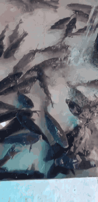 للحجز 📞 *********** واتس اب

متوفر سمك حي ب٦٢٥٠ الكيلو و #مسكوف و #مقلي

دجاج حي عراقي ب٣٢٥٠ الكيلو
متوفر #دجاج_شوي ع الفحم بأطيب صلصات مع المقبلات و العمبه

ثرب و حلبلاب تازه ب٤٠٠٠

زوري ب٥٥٠٠ الكيلو و متوفر #زوري_مقلي 
خبز بيت حار و كبة تمن 
متوفر افخاذ و صدر دجاج و كبده
