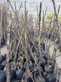 مشتل نور الهدى • تين اصفر • تين اسود