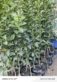 مشتل شهاب • حمضيات درجة1 • ليمون صيني