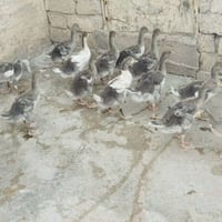 صواصي غاز • ١٠ قطع • بالزوج