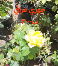 للطلب٠٧٧٦٢٣١٦٥٠٢ واتساب التوصيل داخل بغداد فقط