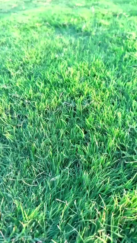 نعلن عن توفر خدمة إزالة الثيل القديم بالكامل مع تجهيزها لزراعة الثيل الجديد بطريقة احترافية..
كما يتوفر لدينا ثيل هندي درجة أولى كثيف ولون أخضر مميز مناسب للحدائق المنزلية والاستراحات.
للاستفسار والتواصل:
📞 (***********)
