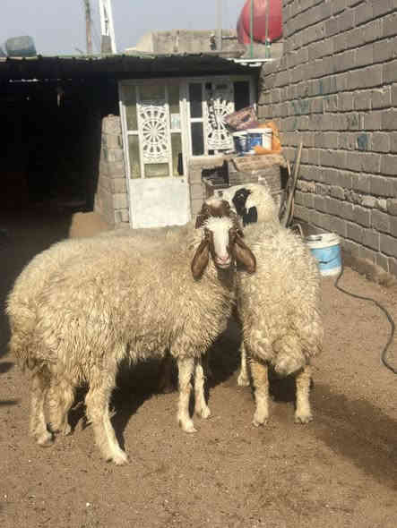 يا الله نعجات كريشيات العدد 4 نعجات كلش حلوات مآل جناي مكفولات كافت شروط الجني سعر آلوحده 375 وبيهن مجال بصيط مكاني البصره الزبير رقمي *********** يوجد توصيل 🚚 داخل البصره
