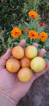 اقلام سدر • مجانا • السماوة