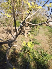 مطلوب بيت ٢٠٠م • المحاربين شارع ٤٠ • من المالك