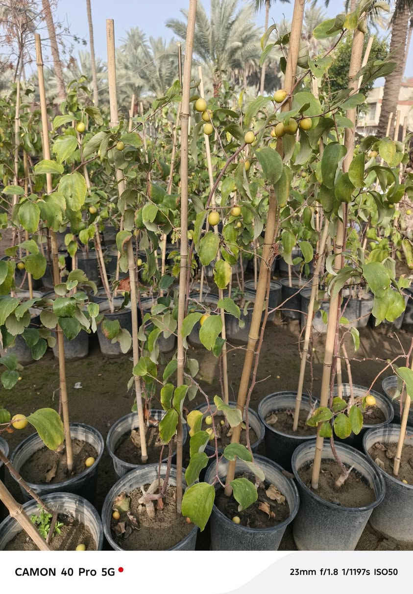 الهم صلي على محمد وال محمد 
توفر لدينا النبك البصراوي التفاحي الدرجه الاولى 
في مشتل شهاب الزراعي عنوان المشتل طريق حله هاشميه مقابل شركه الرنا العالميه 
استفسار: ***********
